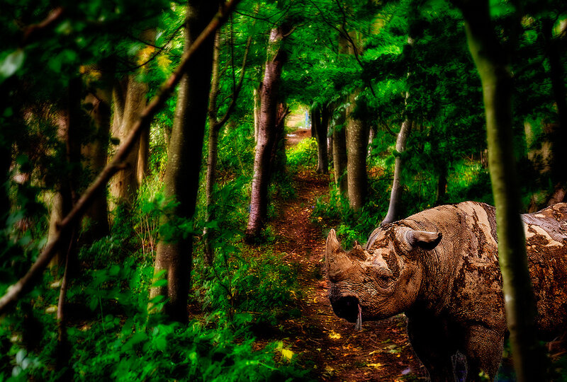 Rhinoceros in Forest — Green, Natural