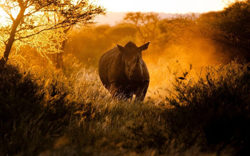 Rhinoceros in Grass — Gold, Dramatic