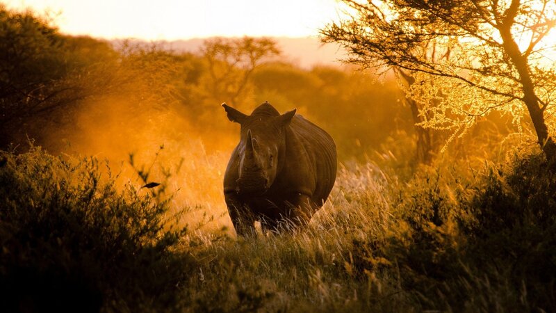 Rhinoceros in Grass — Gold