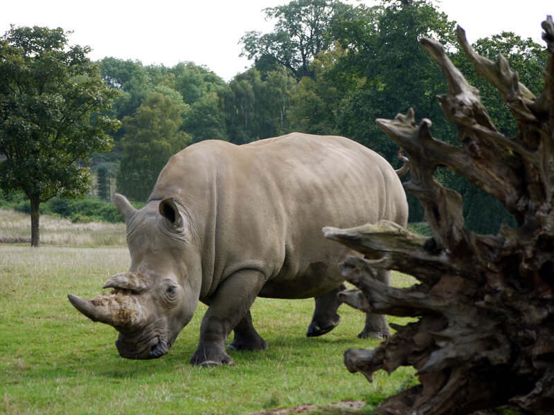 Rhinoceros in Grass — Green, Calm, Afternoon