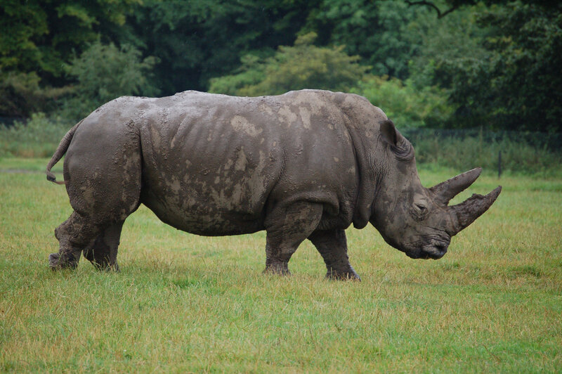 Rhinoceros in Grass — Green, Calm