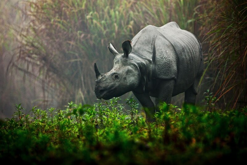 Rhinoceros in Grass — Green