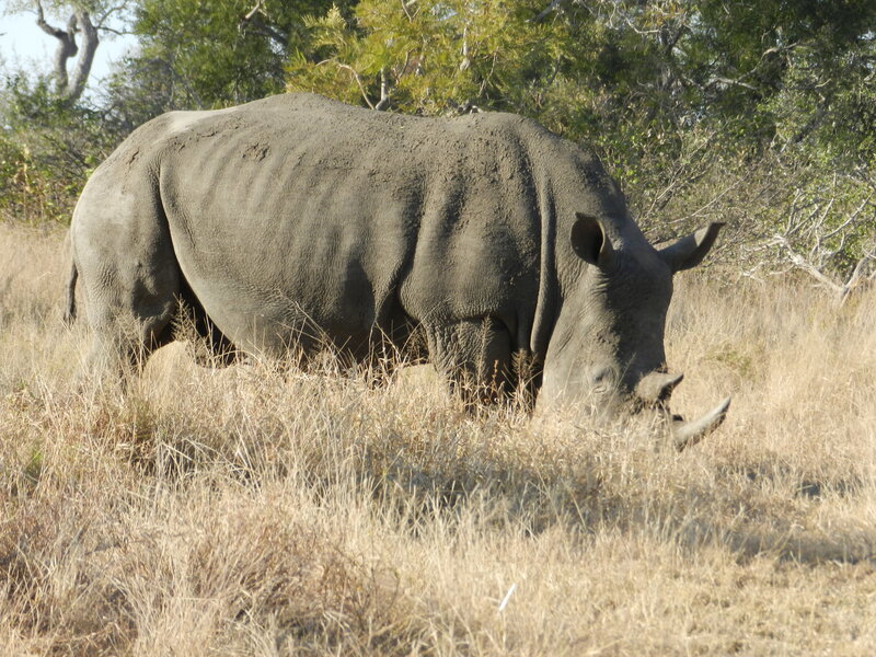 Rhinoceros in Grass
