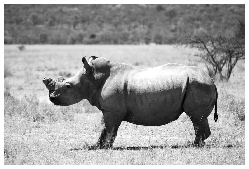 Rhinoceros in Grassland — Black