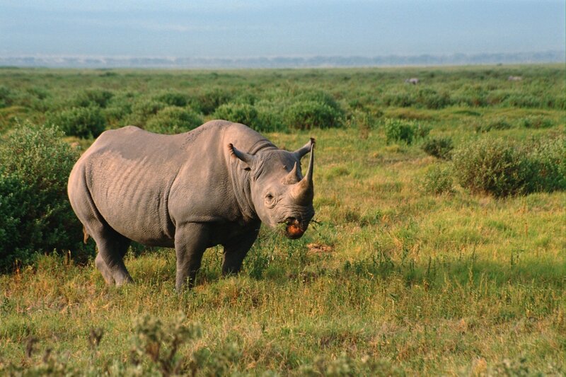 Rhinoceros in Grassland — Green