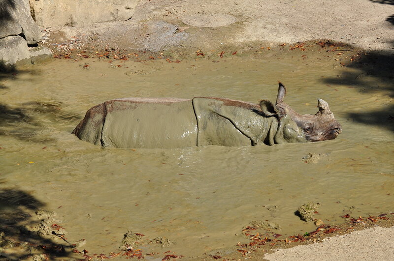 Rhinoceros in Mud — Brown