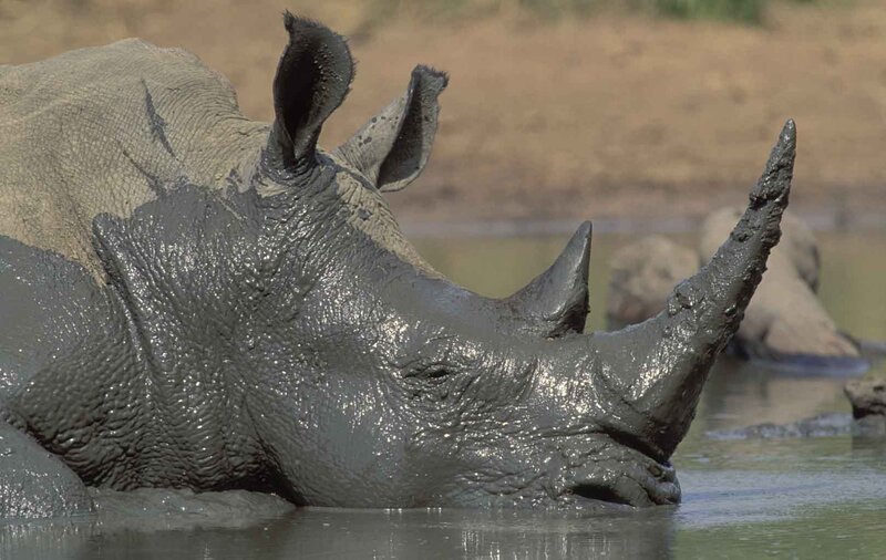Rhinoceros in Mud