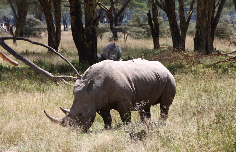 Rhinoceros in savanna grassland