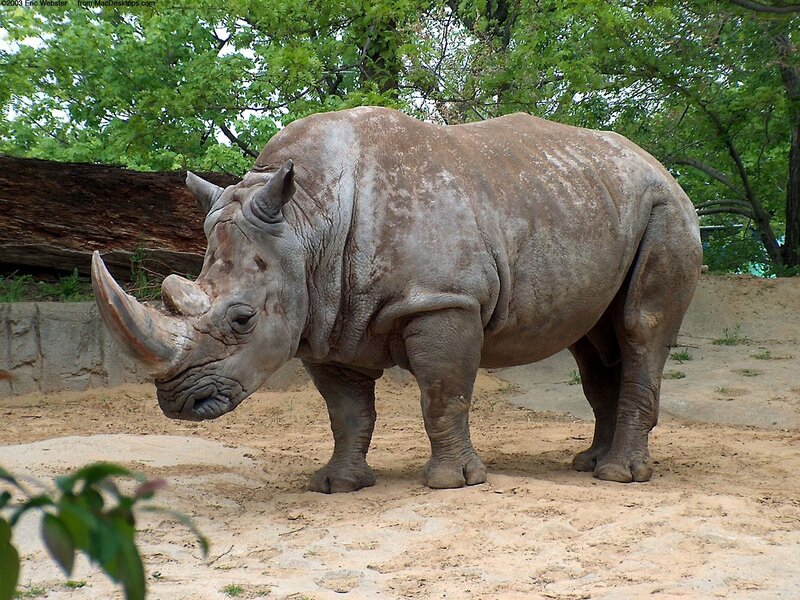 rhinoceros in zoo enclosure