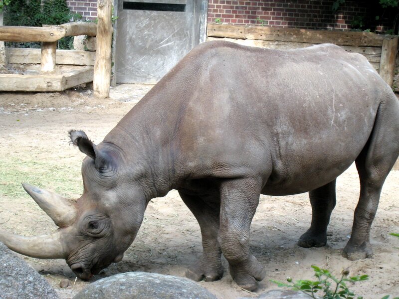rhinoceros in zoo enclosure