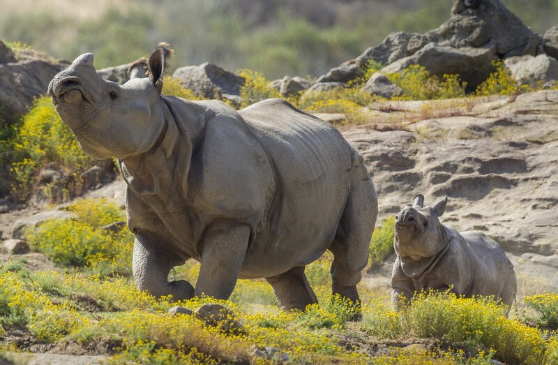 Rhinoceros mother and calf