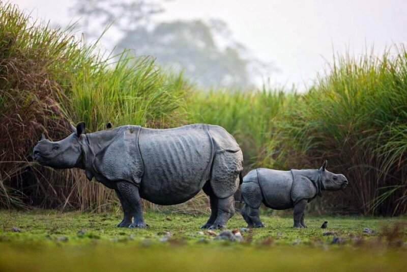 Rhinoceros Mother and Calf — Green
