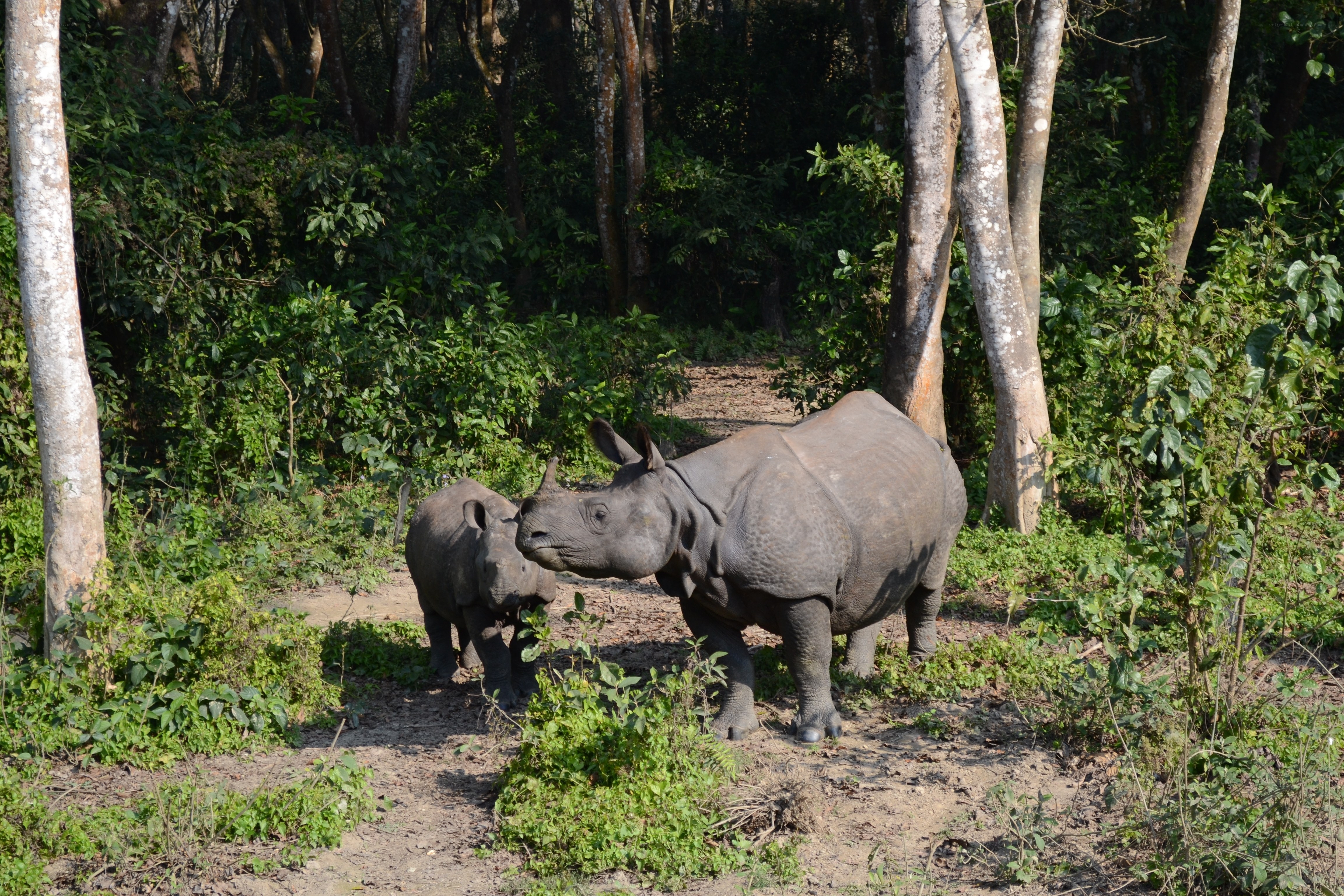 Rhinoceros mother and calf