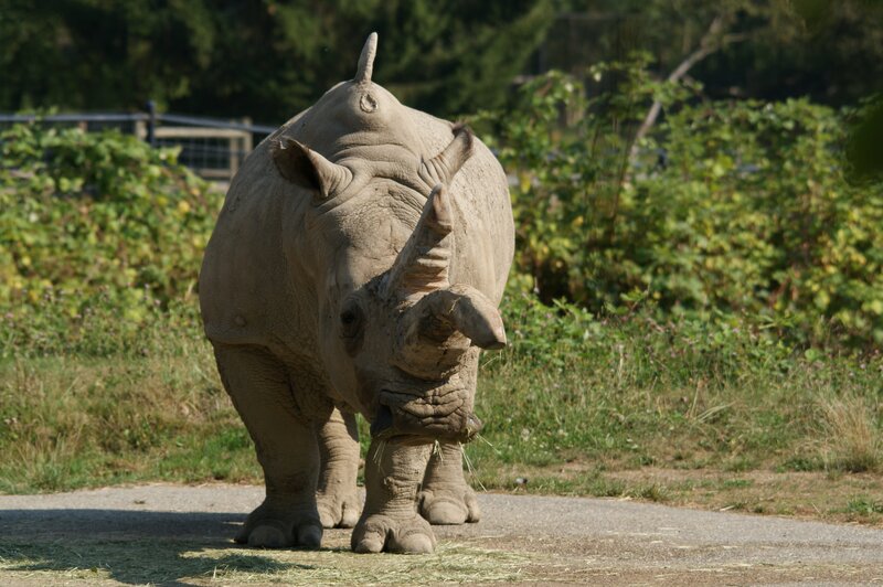rhinoceros on a path