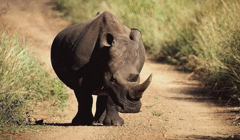 Rhinoceros on Dirt Path