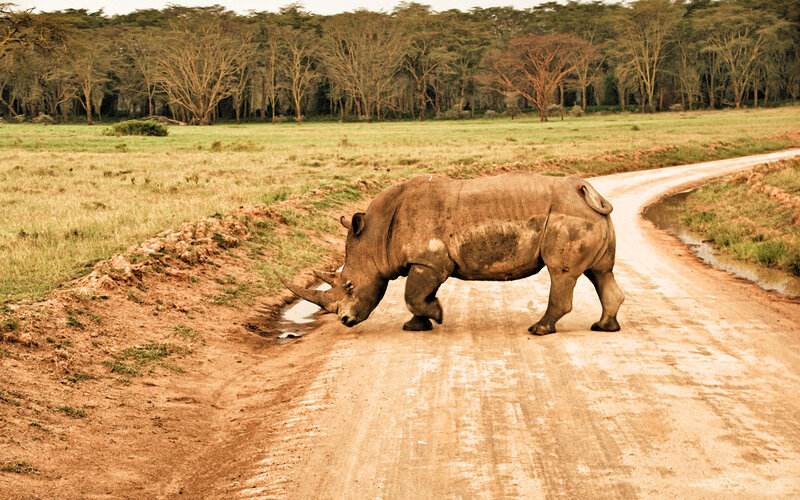 Rhinoceros on Dirt Road — Brown