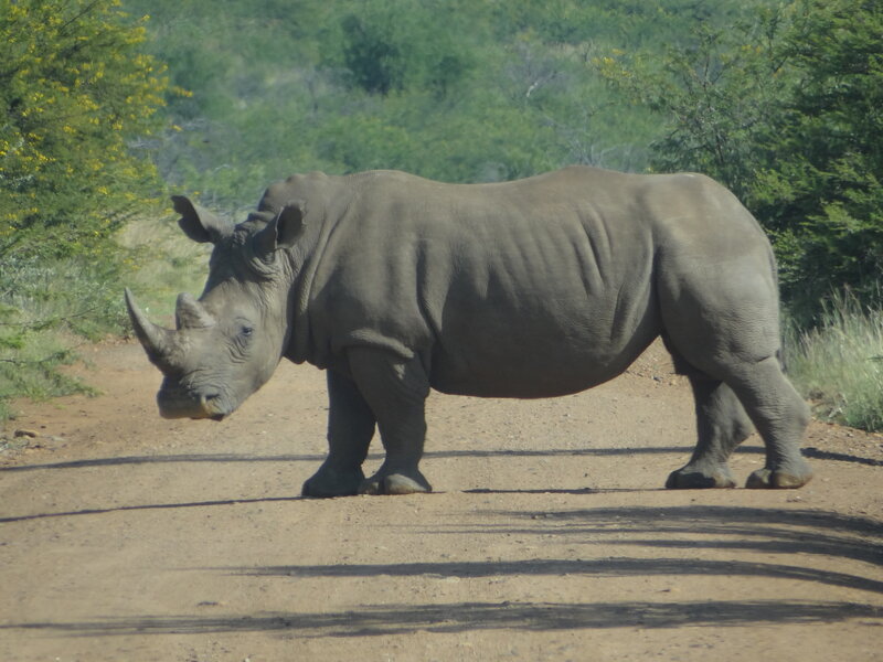 Rhinoceros on Dirt Road