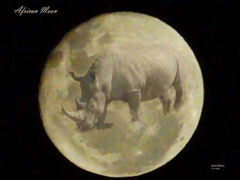 Rhinoceros on Moon