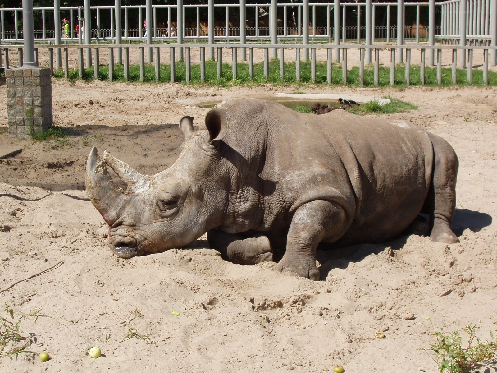 rhinoceros resting in sand
