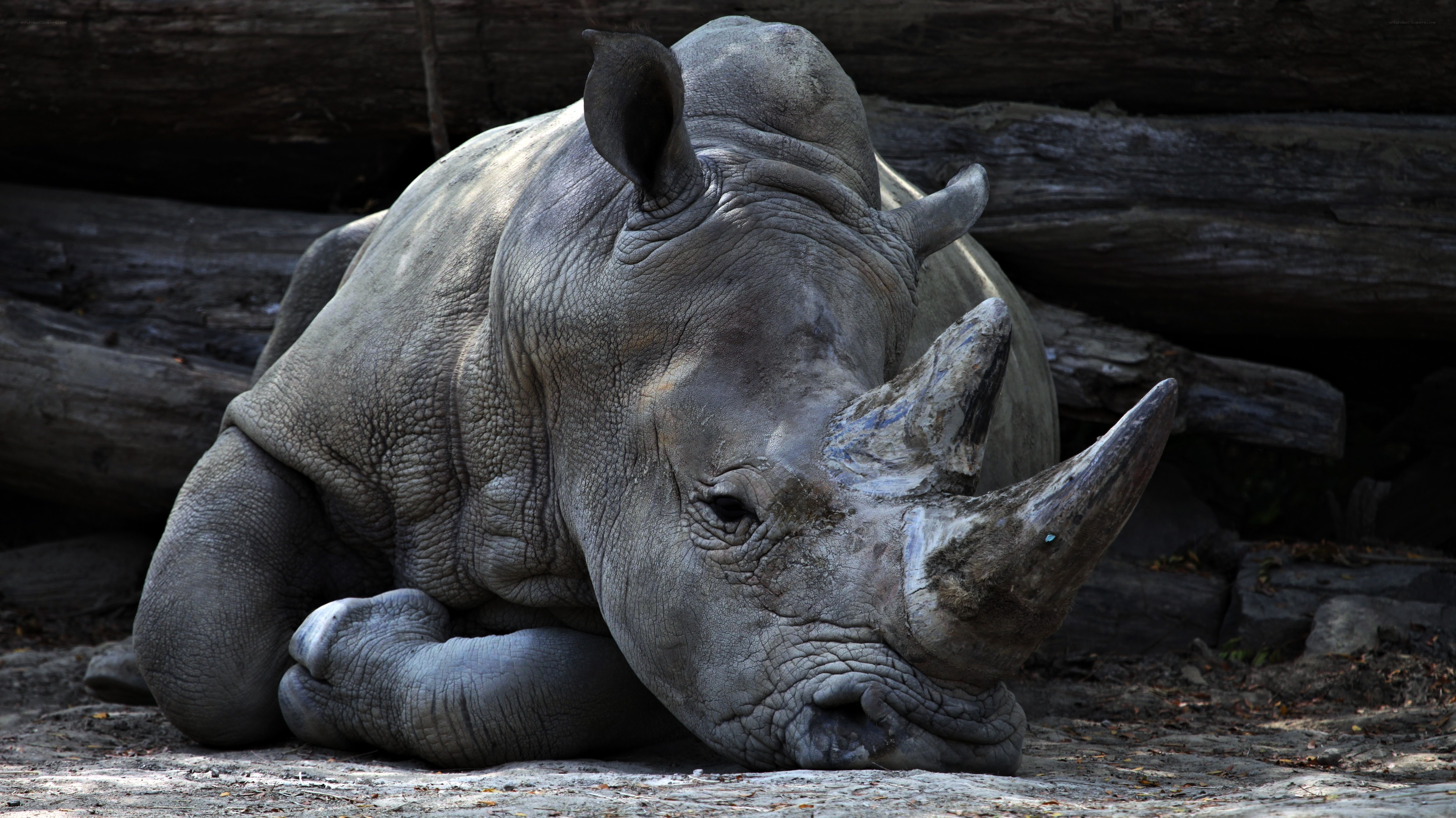 rhinoceros resting on ground