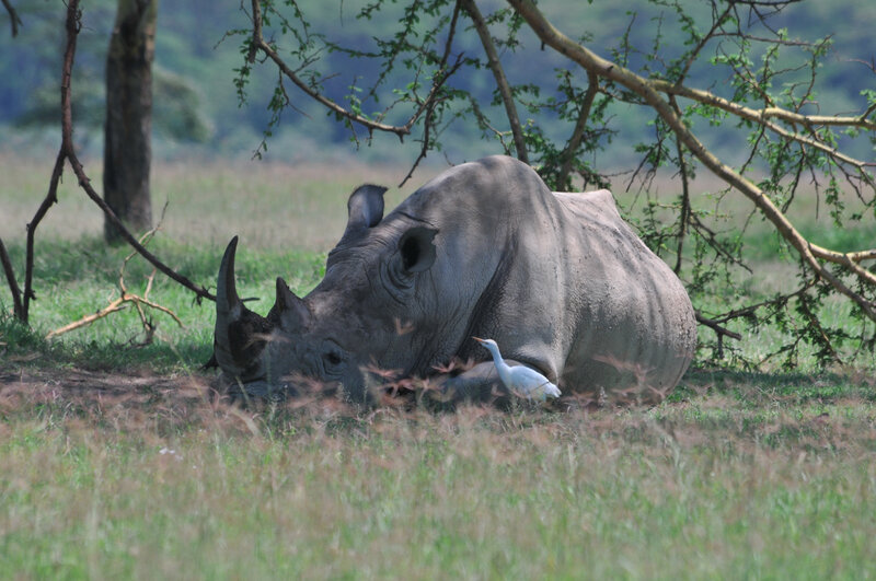 Rhinoceros Resting