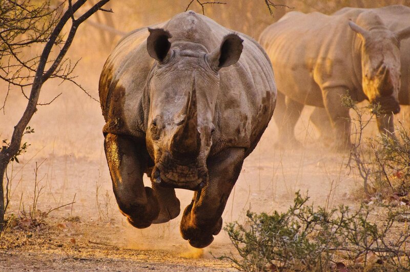 Rhinoceros Running