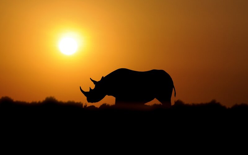 Rhinoceros Silhouette — Orange, Dramatic, Sunset, Photograph