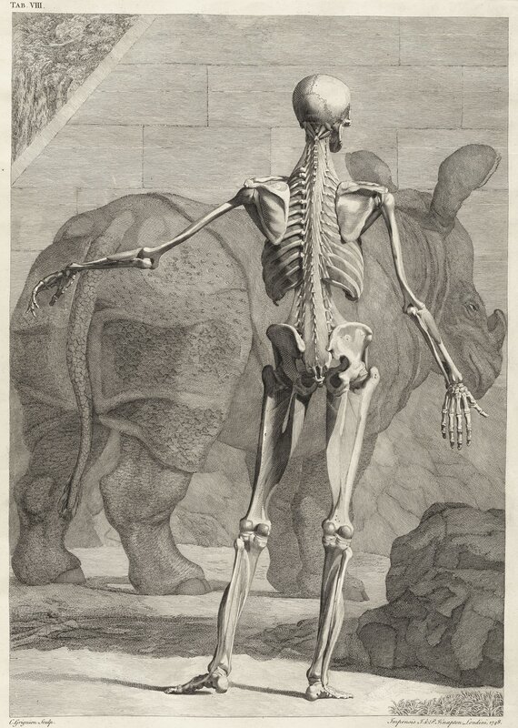 Rhinoceros skeleton illustration