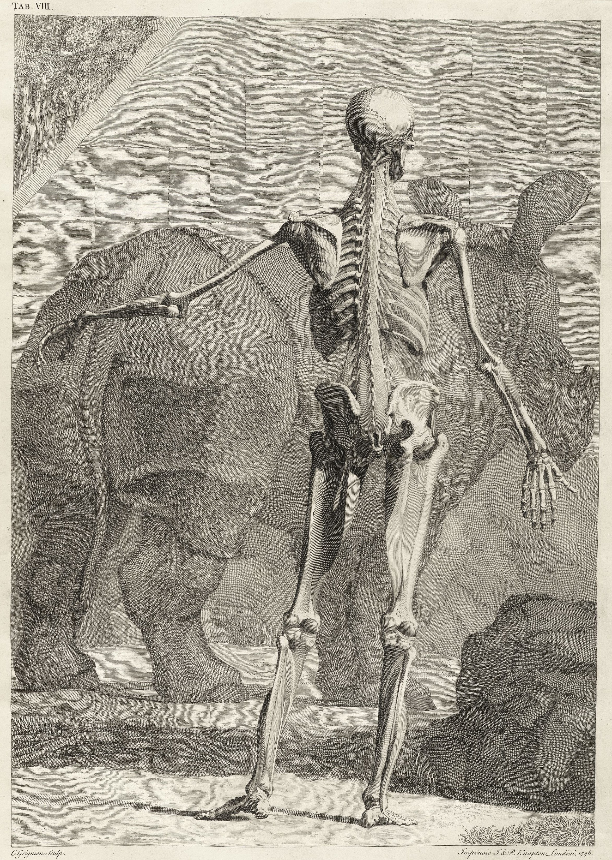 Rhinoceros skeleton illustration