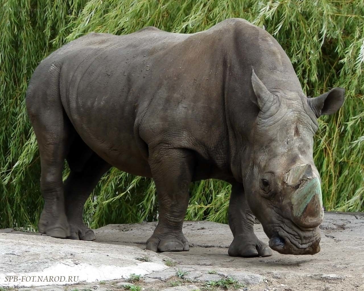 rhinoceros standing in enclosure