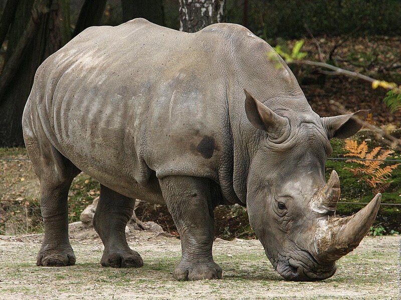 Rhinoceros Standing