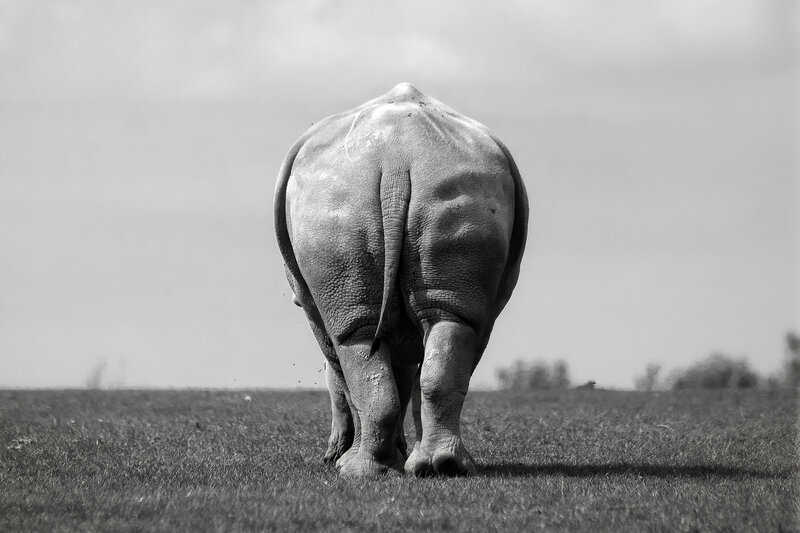 Rhinoceros Walking Away