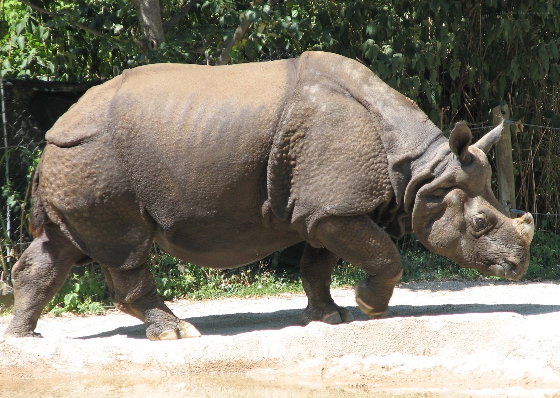 rhinoceros walking in enclosure