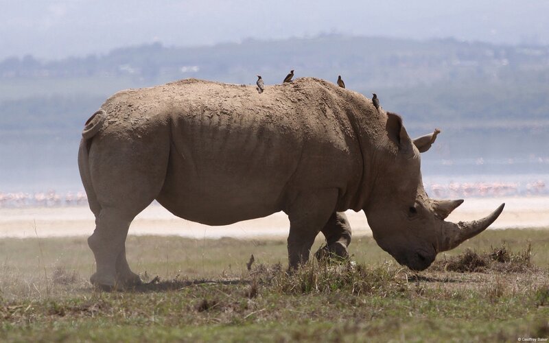Rhinoceros with Birds