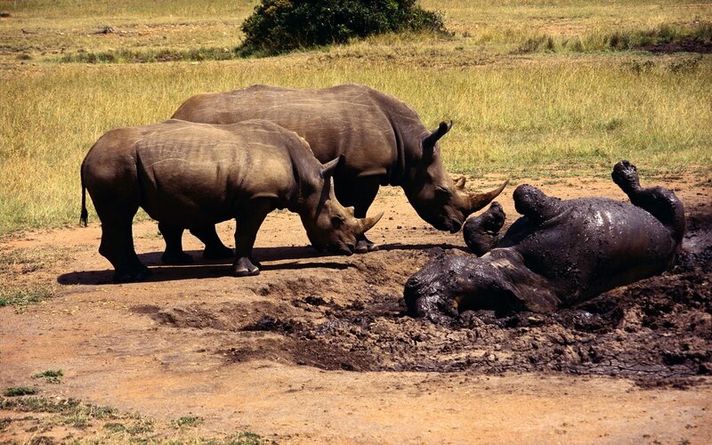 Rhinos at a muddy waterhole