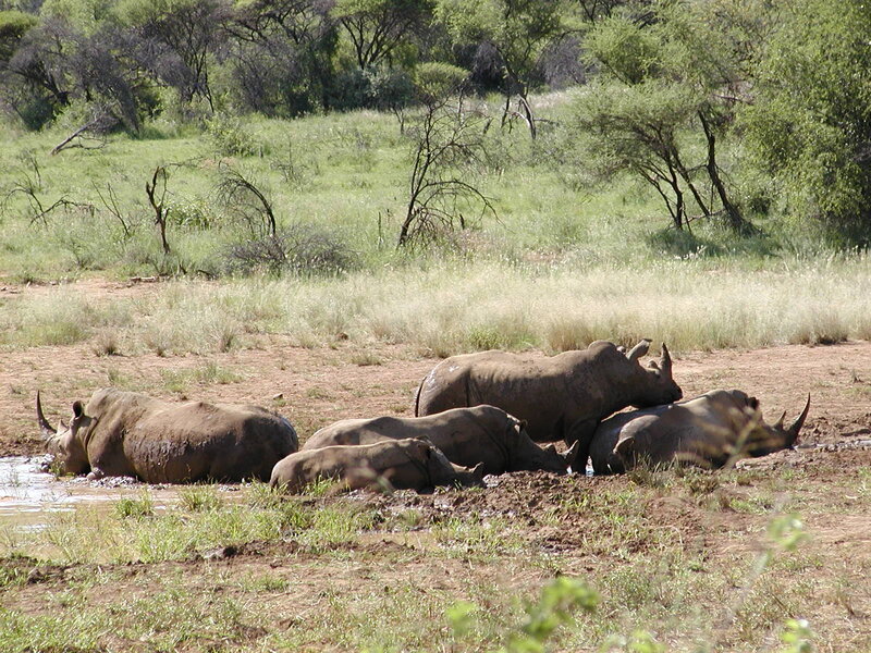 Rhinos in a Mud Puddle