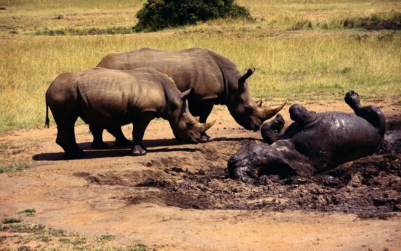 Rhinos in a muddy pit