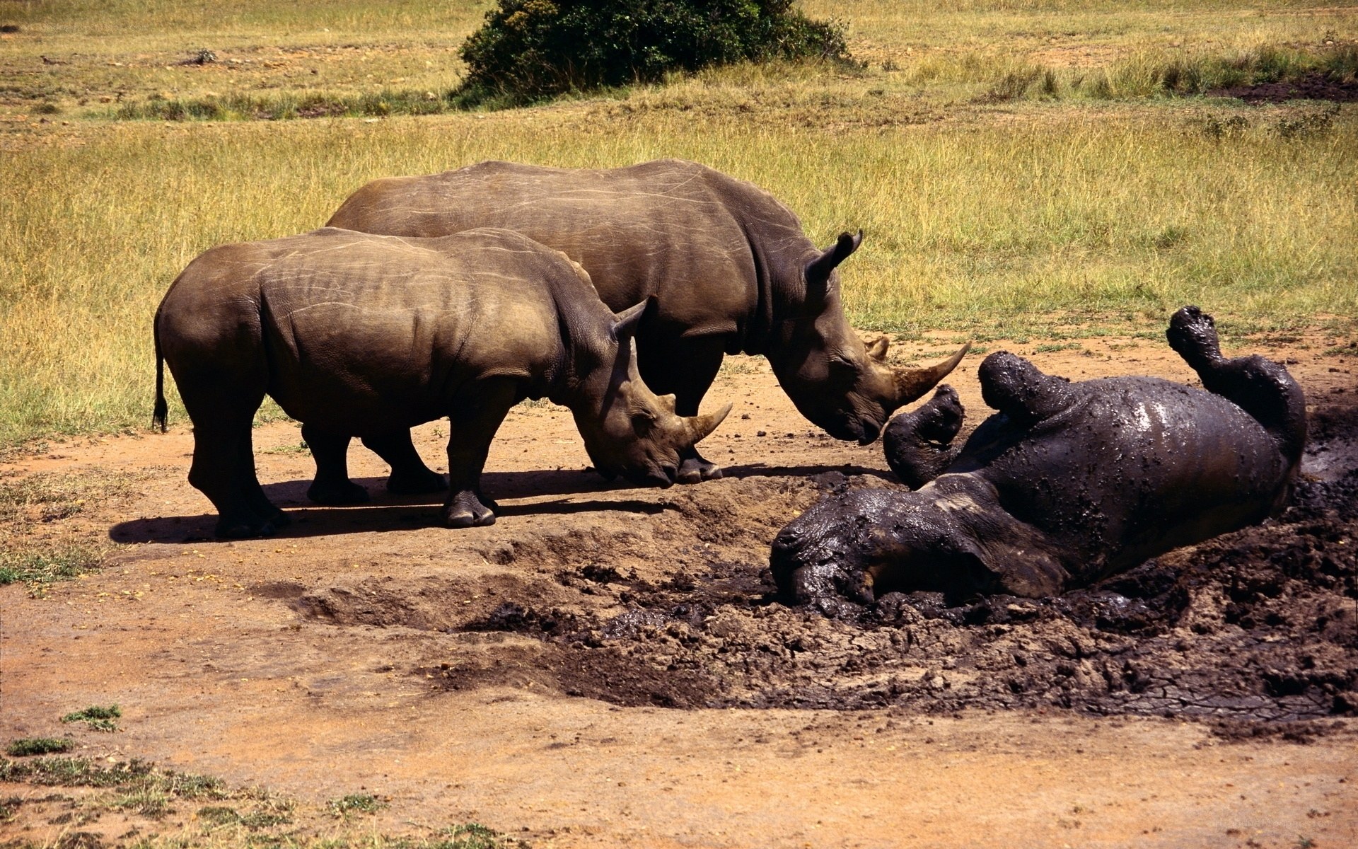 Rhinos in a muddy pit