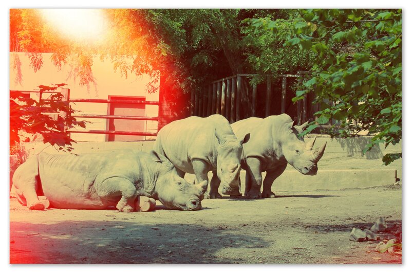 Rhinos in a zoo enclosure