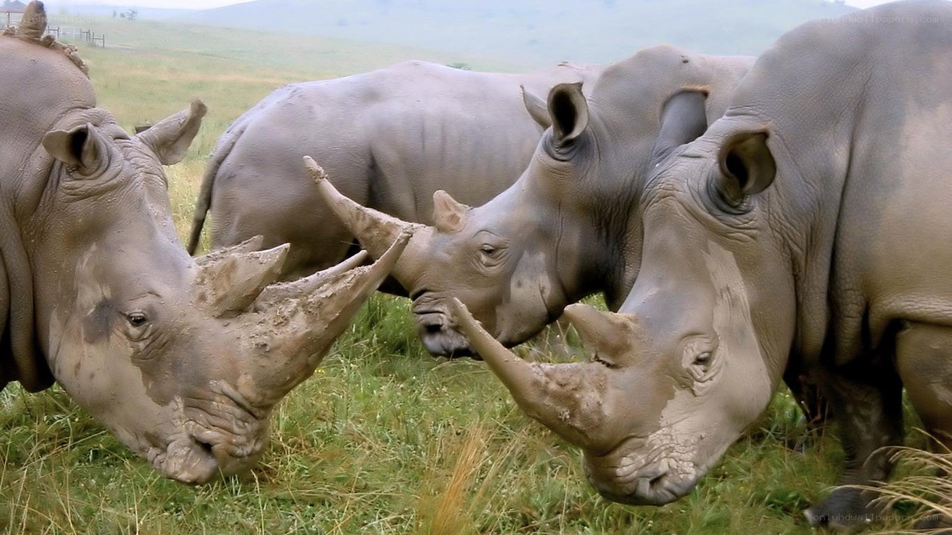 rhinos in grassy field