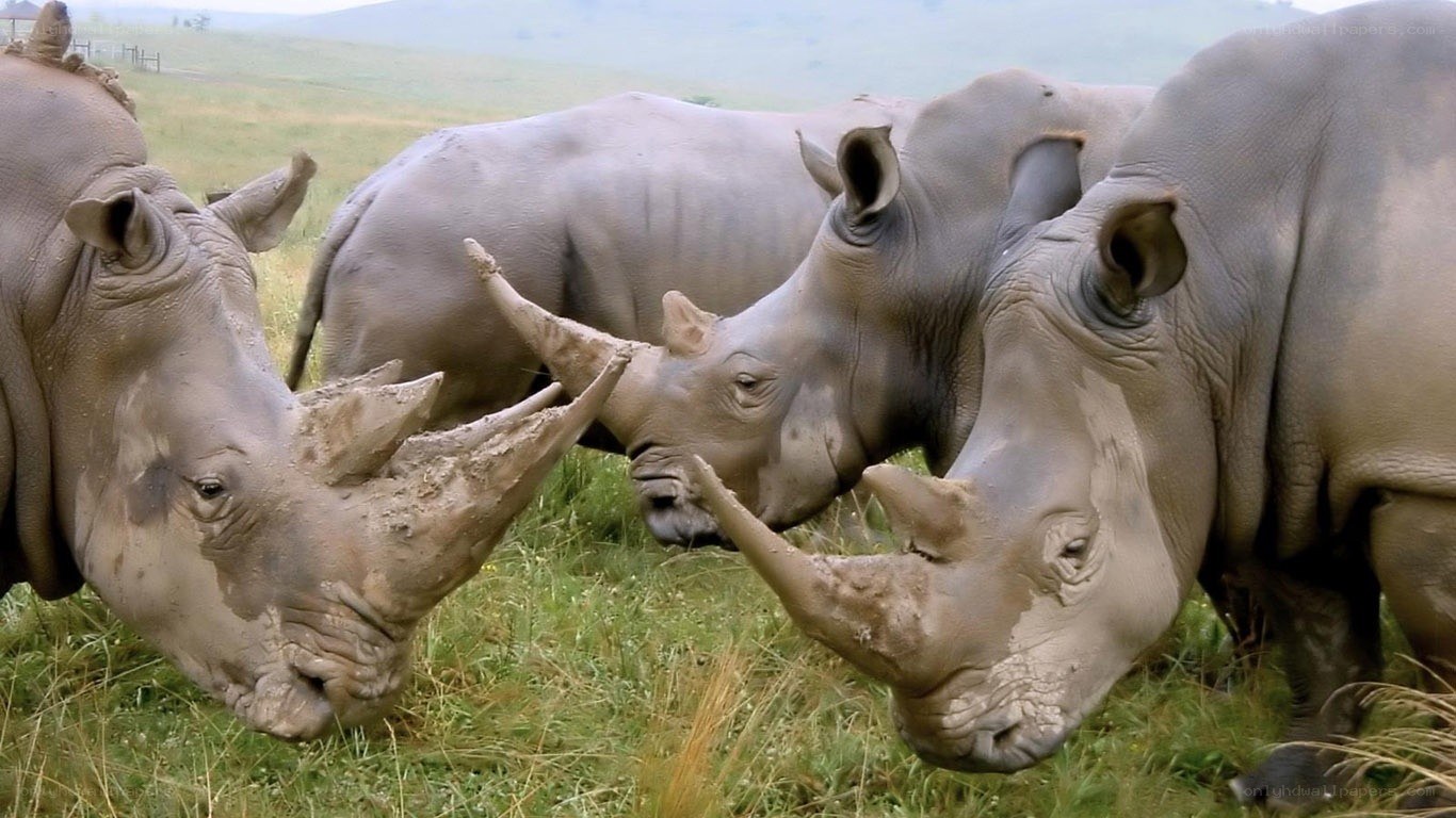 rhinos in grassy field