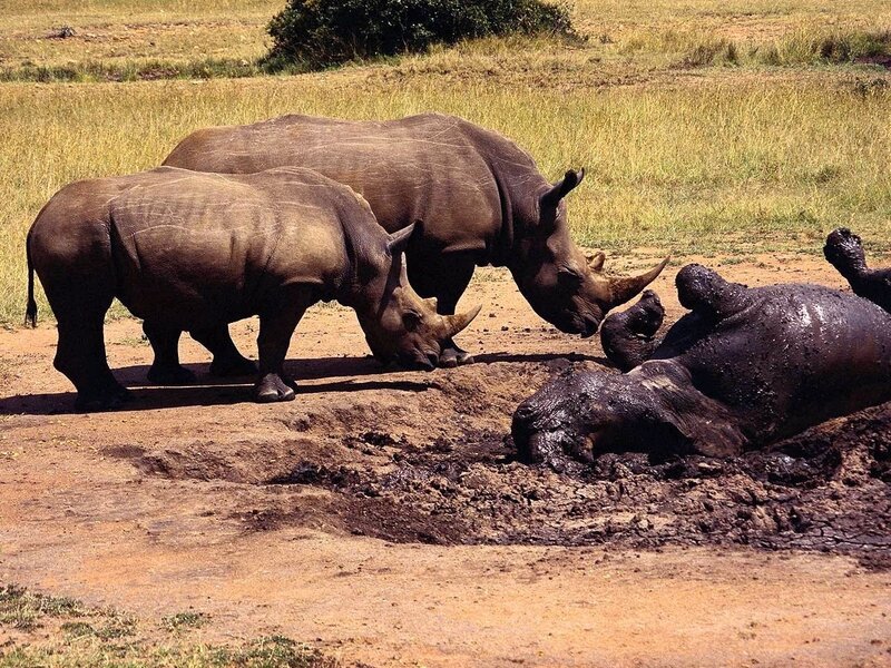 Rhinos in Mud