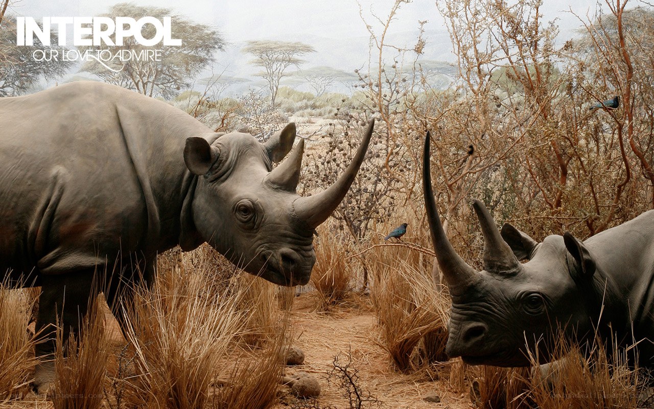 Rhinos in the savanna