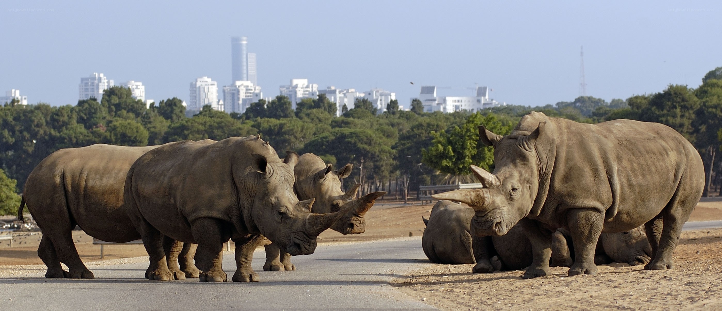 rhinos in urban setting