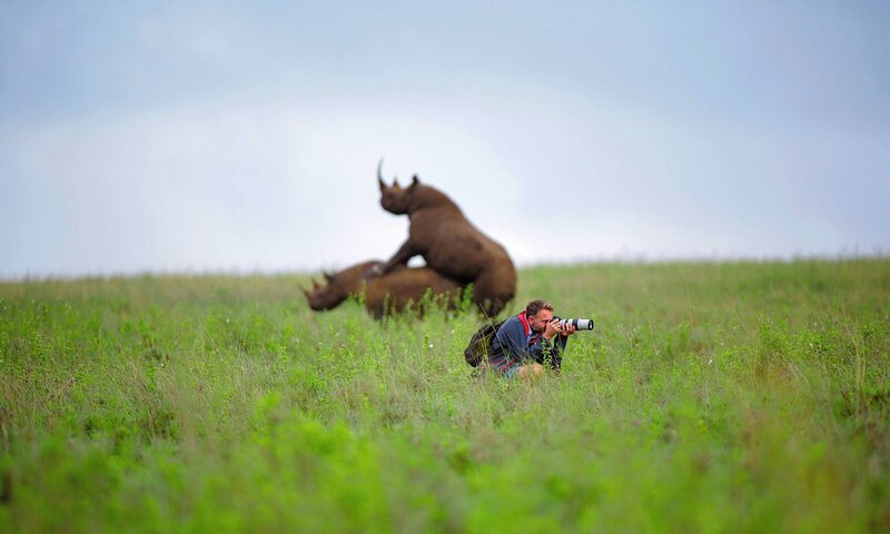 Rhinos Mating in Field