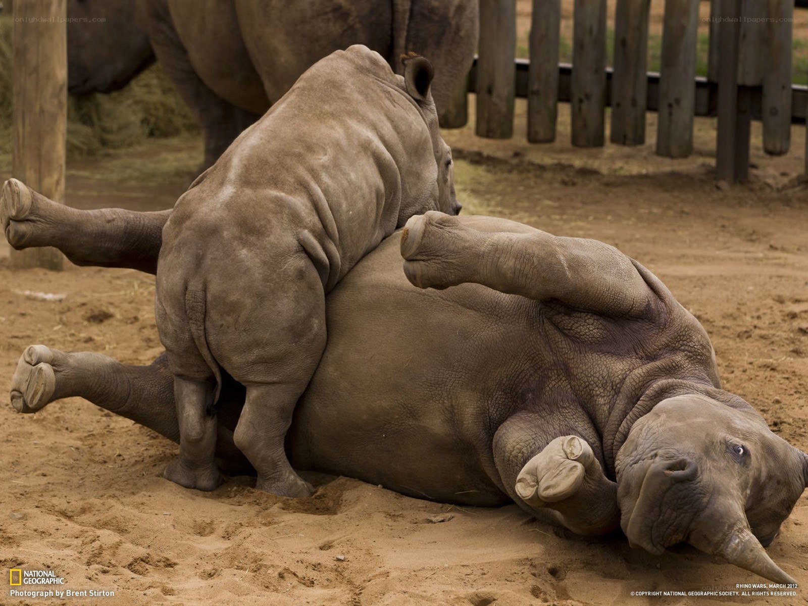 Rhinos playing in the dirt
