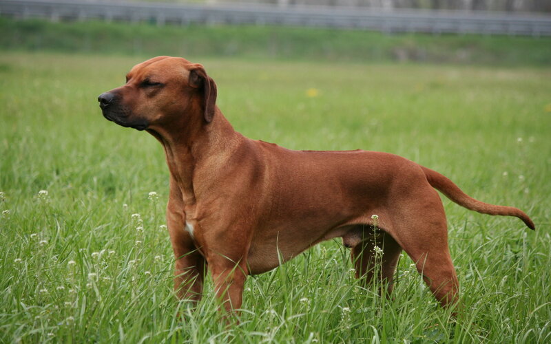 Rhodesian Ridgeback Dog — Brown, Calm, Afternoon