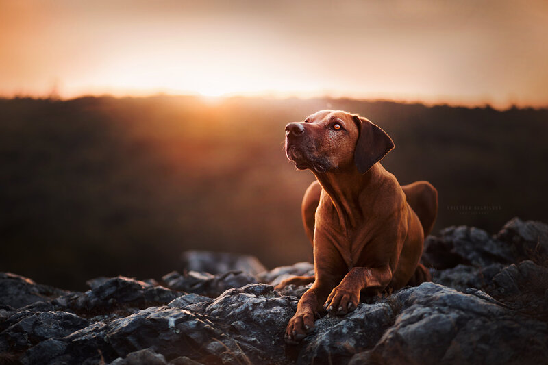 Rhodesian Ridgeback Dog — Brown, Dramatic