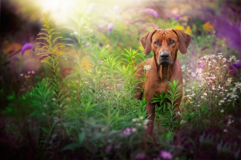 Rhodesian Ridgeback Dog — Brown, Serene, Afternoon, Photograph