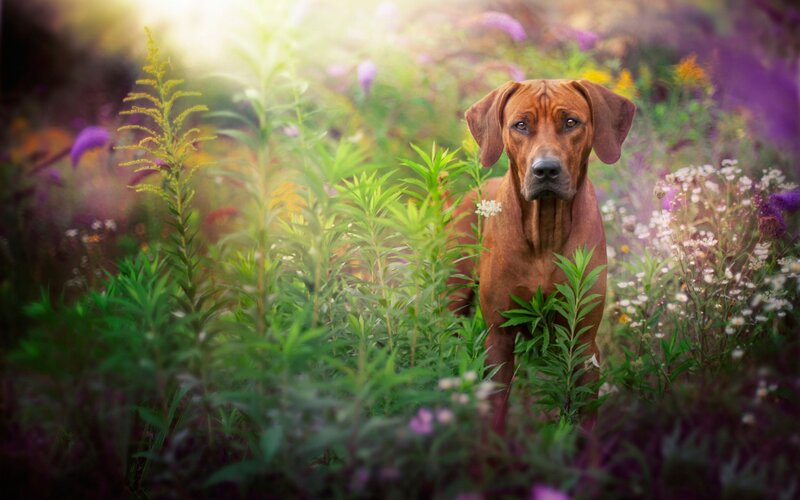 Rhodesian Ridgeback Dog — Brown, Serene